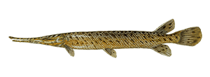Spotted Gar